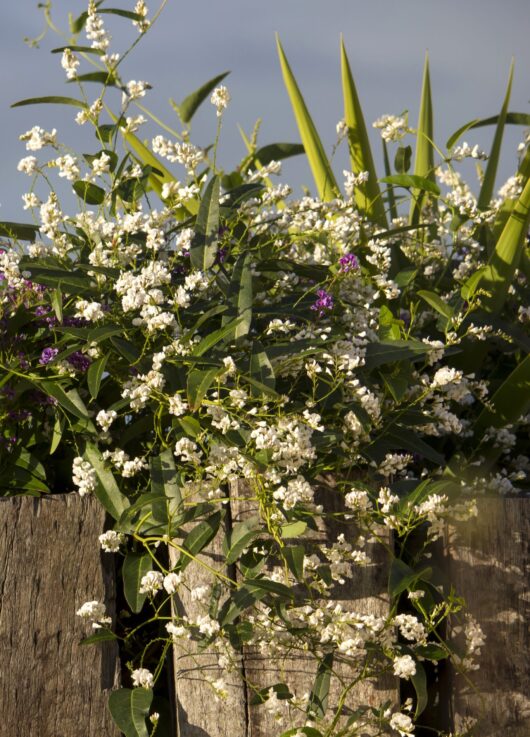 Hardenbergia 'White Out'