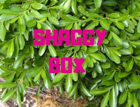 Shaggy Box