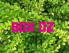 Box Oz