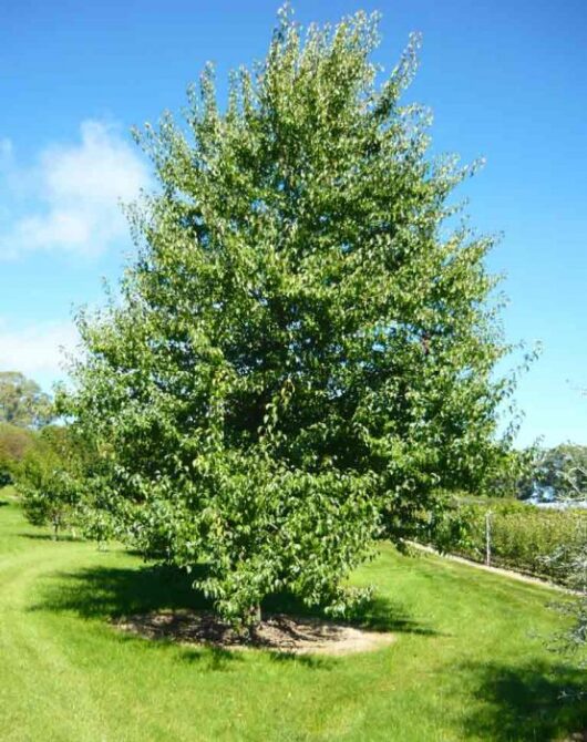 Everscreen Ornamental Pear