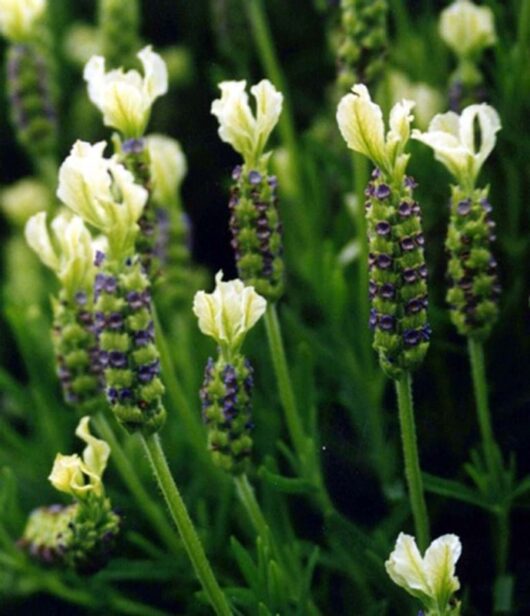 A close-up of Lavandula 'Pippa White' Lavender plants with green leaves and blooming white flowers in a 4" pot.