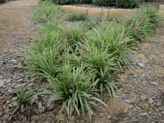 Young garden plants, including Liriope 'Pink Pearl' 6" Pot, growing in gravel mulch.