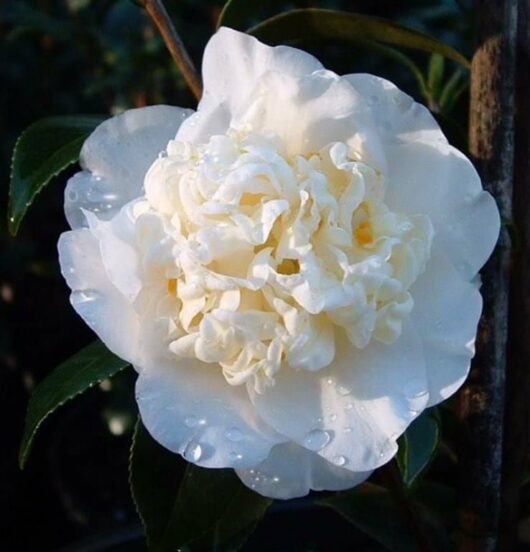 Camellia "Man Size"