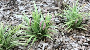 Liriope "Pink Pearl"