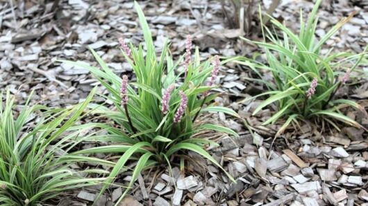 Liriope "Pink Pearl"