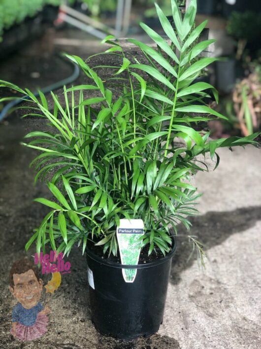 Chamaedorea 'Parlour Palm' 7" Pot @ Hello Hello Plants