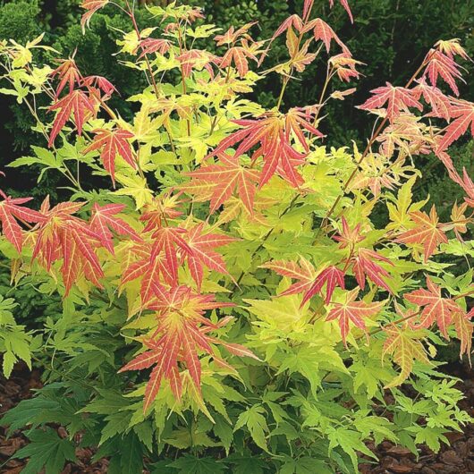 Japanese Maple "Orange Dream"