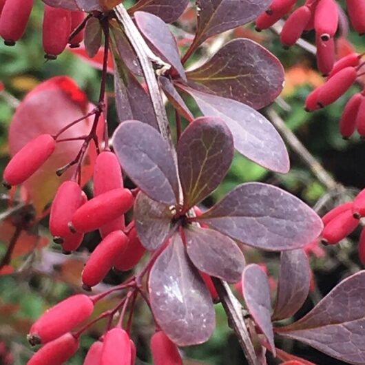 Japanese Barberry