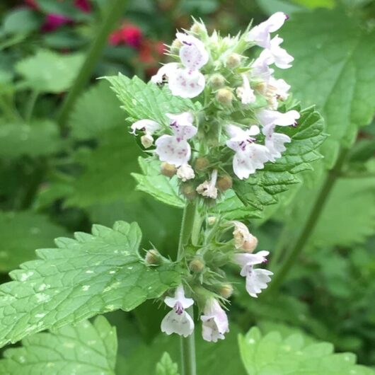 A close-up of a green Nepeta 'Catnip' plant with serrated leaves and small, pale-pink speckled flowers in bloom, presented in a 4" pot.