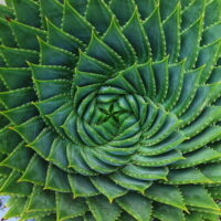 Aloe "Spiral Aloe"