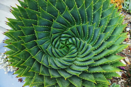 Aloe "Spiral Aloe"