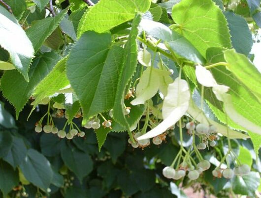 Tilia Cordata "Linden Tree"