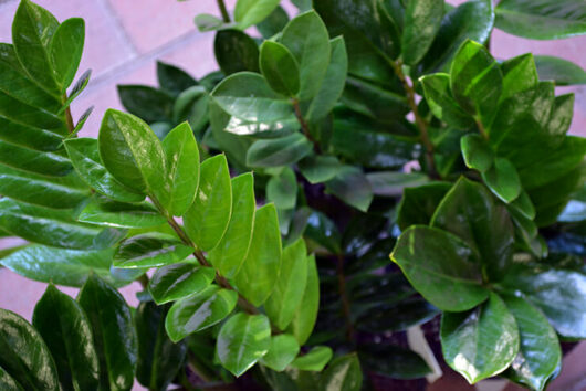 Zamioculcas "Zanzibar Gem"