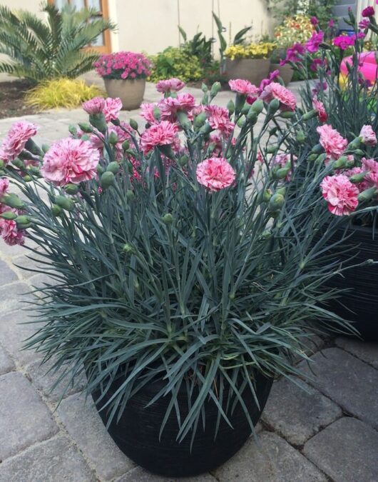 Dianthus "Pinball Wizard"