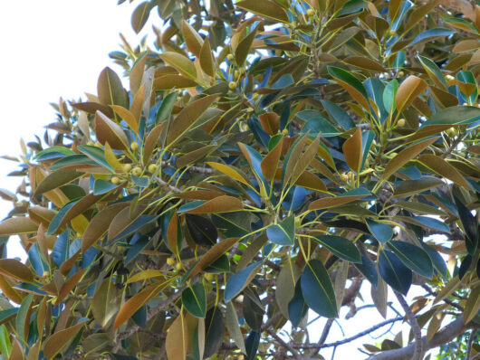 Ficus "Bay Fig"