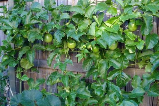 Passionfruit "Fruiting"