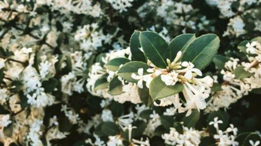 A close-up of white Osmanthus 'Pearly Gates' 8" Pot flowers blooming on a shrub with dark green leaves.