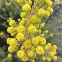 Leucadendron "Golden Fireworks"