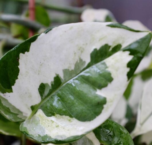 Epipremnum "Pothos Snow Queen"