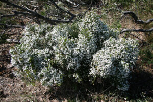 Olearia "Twinkle Little Stars"