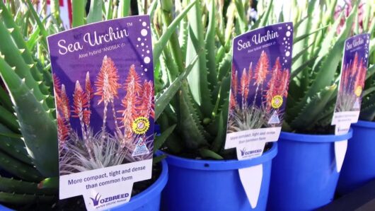 Close-up of aloe vera plants in Aloe 'Sea Urchin™' 7" Pots with tags labeled "Sea Urchin," featuring images of the aloe in bloom and descriptions highlighting its compact, tight, and dense form compared to common varieties.