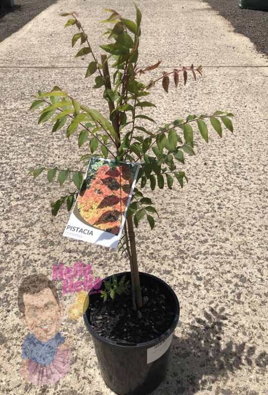 Pistacia chinensis 'Chinese Pistachio' 6" Pot
