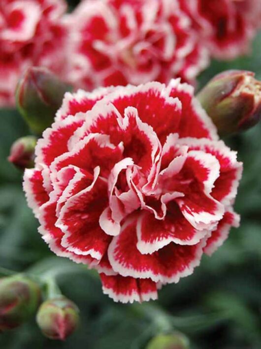 Dianthus "Sugar Plum"