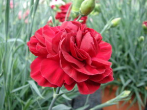 Dianthus "Passion"