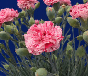 Dianthus "Pinball Wizard"