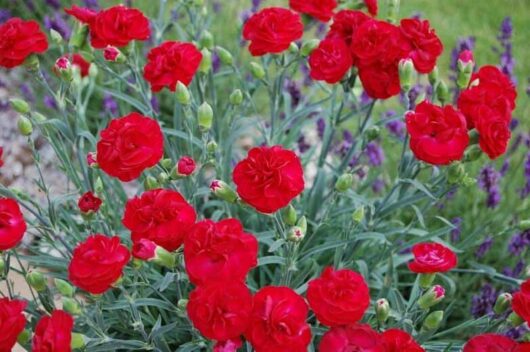 Dianthus "Passion"