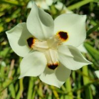 Dietes bicolour Butterfly Iris African Iris Fortnight Lily