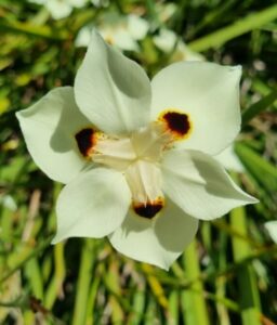Dietes bicolour Butterfly Iris African Iris Fortnight Lily