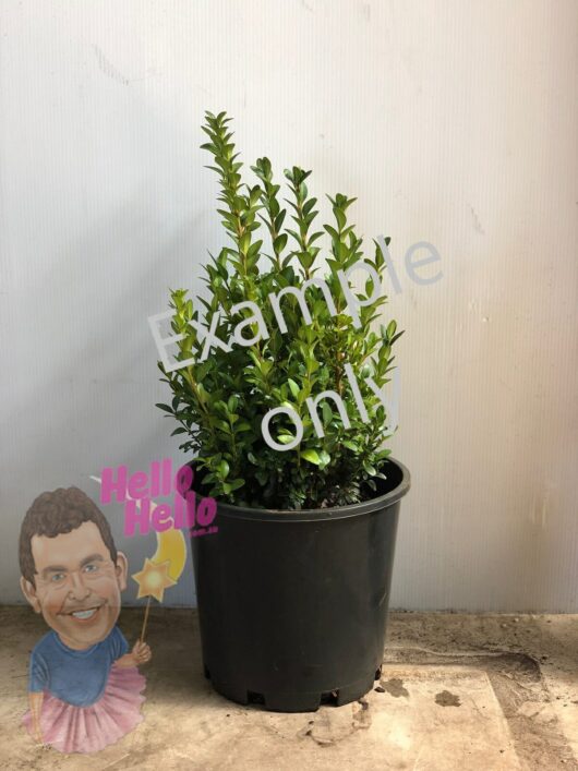 English Box 8" pot @ Hello Hello Plants