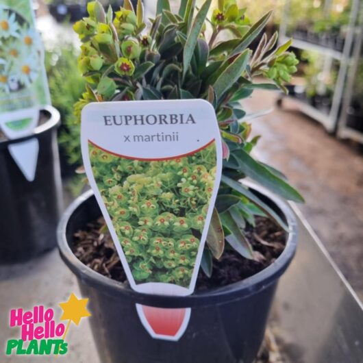 Euphorbia 'Martins Spurge' 6" Pot