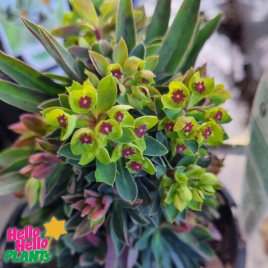 Euphorbia 'Martins Spurge' 6" Pot