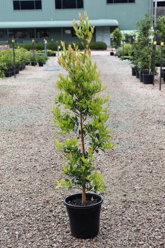 A young Acmena 'Firescreen' Lilly Pilly tree, potted in a 10" pot, stands on a gravel surface with a building and other plants in the background.