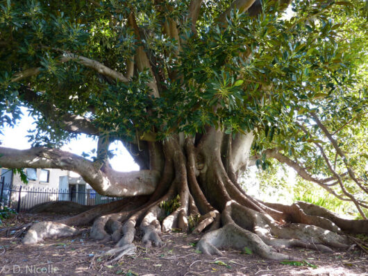 Ficus "Bay Fig"