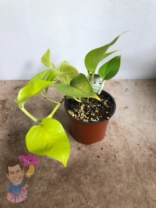 Epipremnum "Golden Pothos" 5" Pot