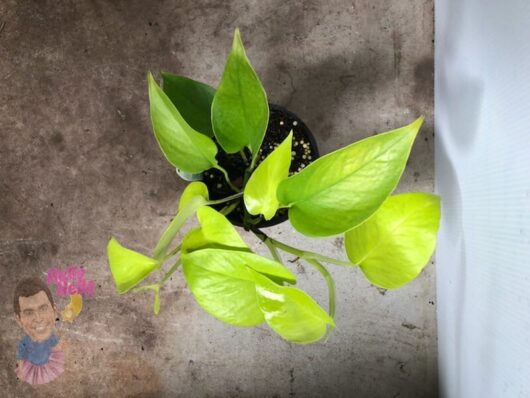 Epipremnum 'Goldilocks' Devil's Ivy with green leaves in a 5" pot on a concrete surface beside a white vertical edge.