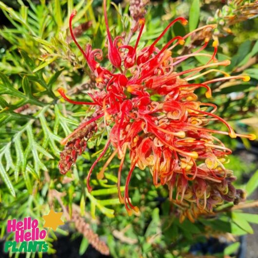 Grevillea Coconut Ice Flower