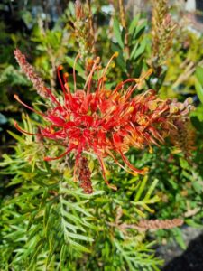 Grevillea Coconut Ice Flower