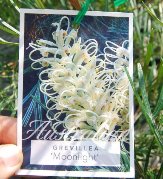 Grevillea 'Moonlight'