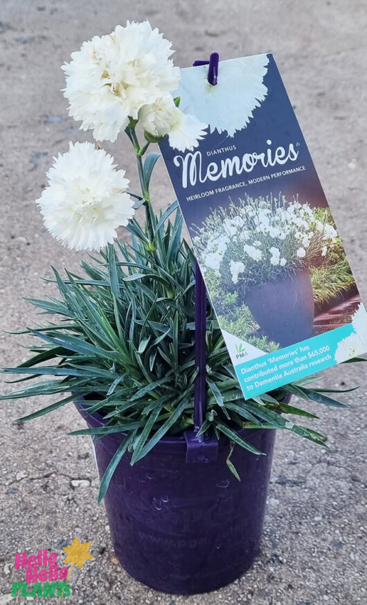 Dianthus 'Memories' 6" Pot
