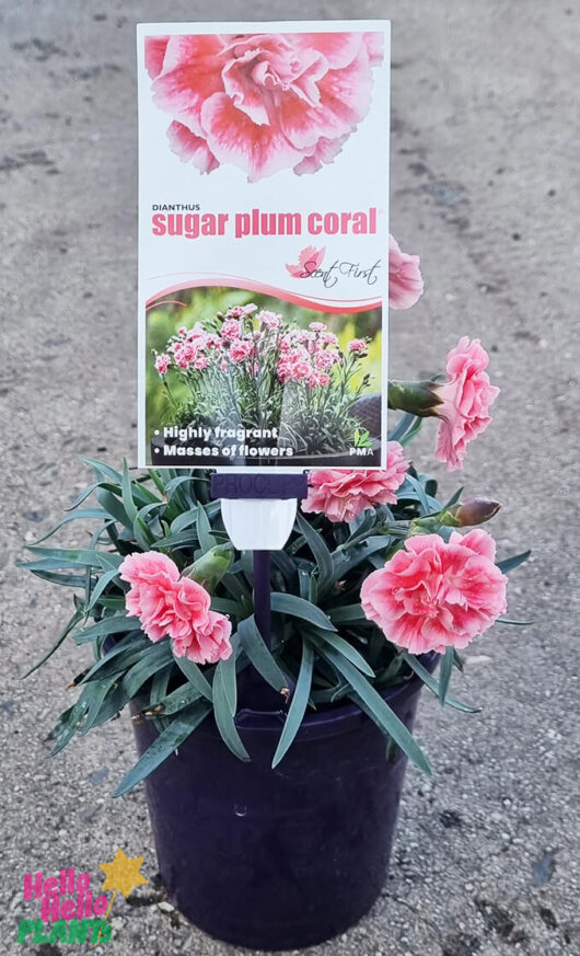 Dianthus 'Sugar Plum' 6" Pot