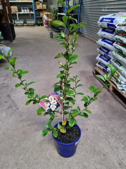 Magnolia Princess 'Little Sarah'
