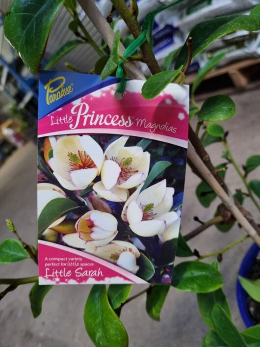 Magnolia Princess 'Little Sarah'