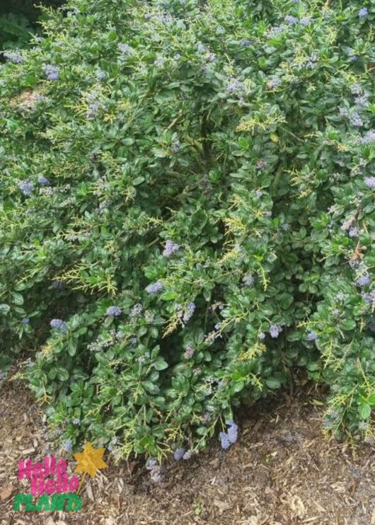 Ceanothus 'Blue Pacific' Californian Lilac