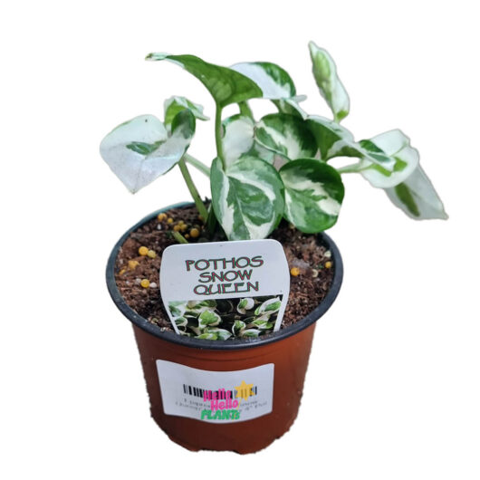 Hello Hello Plants Pothos Snow Queen 4 5in