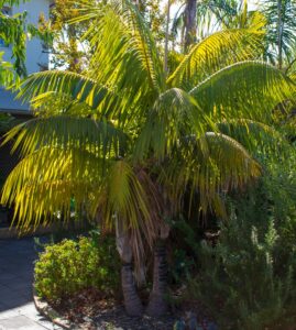 Kentia Palm advanced howea forsteriana