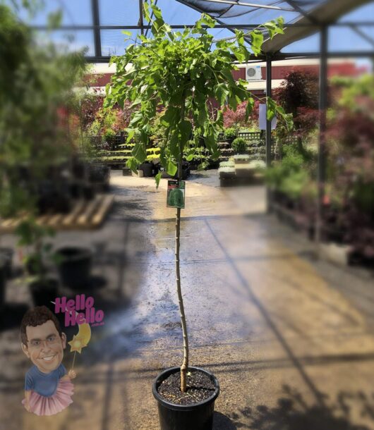 Morus 'Weeping Mulberry' 1.5m Standard 13" Pot